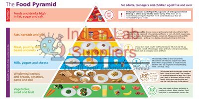 Food Pyramid Chart
